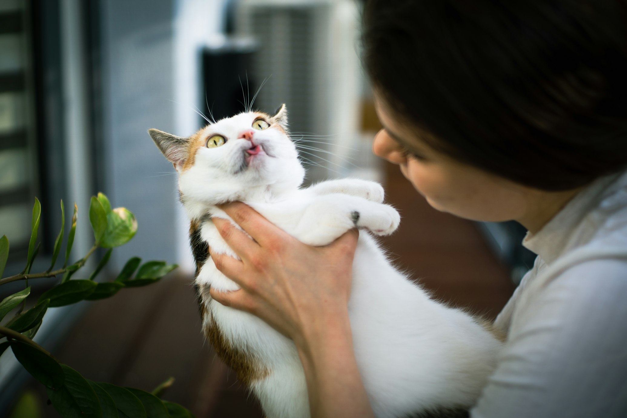 An image of a woman holding a cat representing the ways that clinics can help with fighting burnout in veterinary medicine.