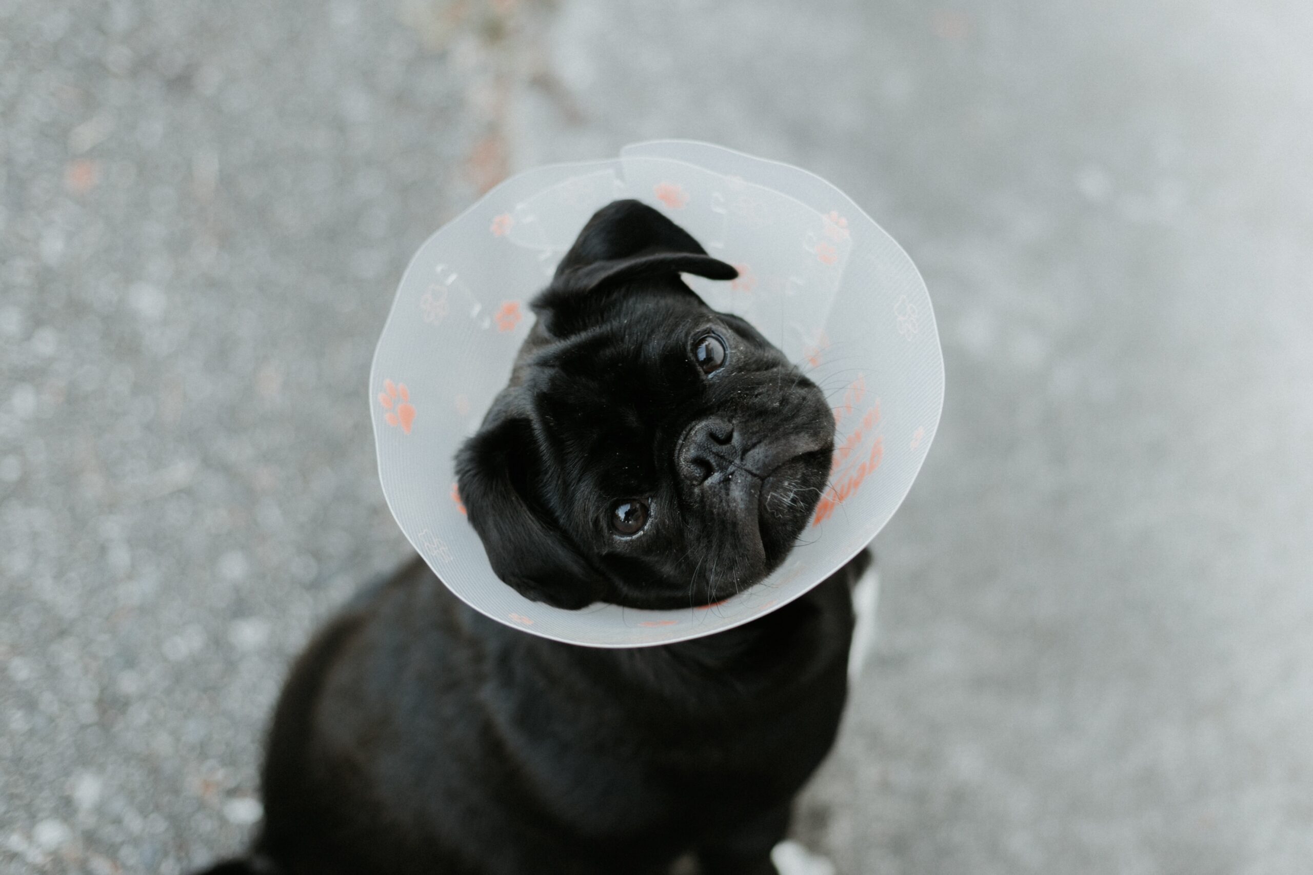 A dog in a cone representing the ways that clinics can help with fighting burnout in veterinary medicine.