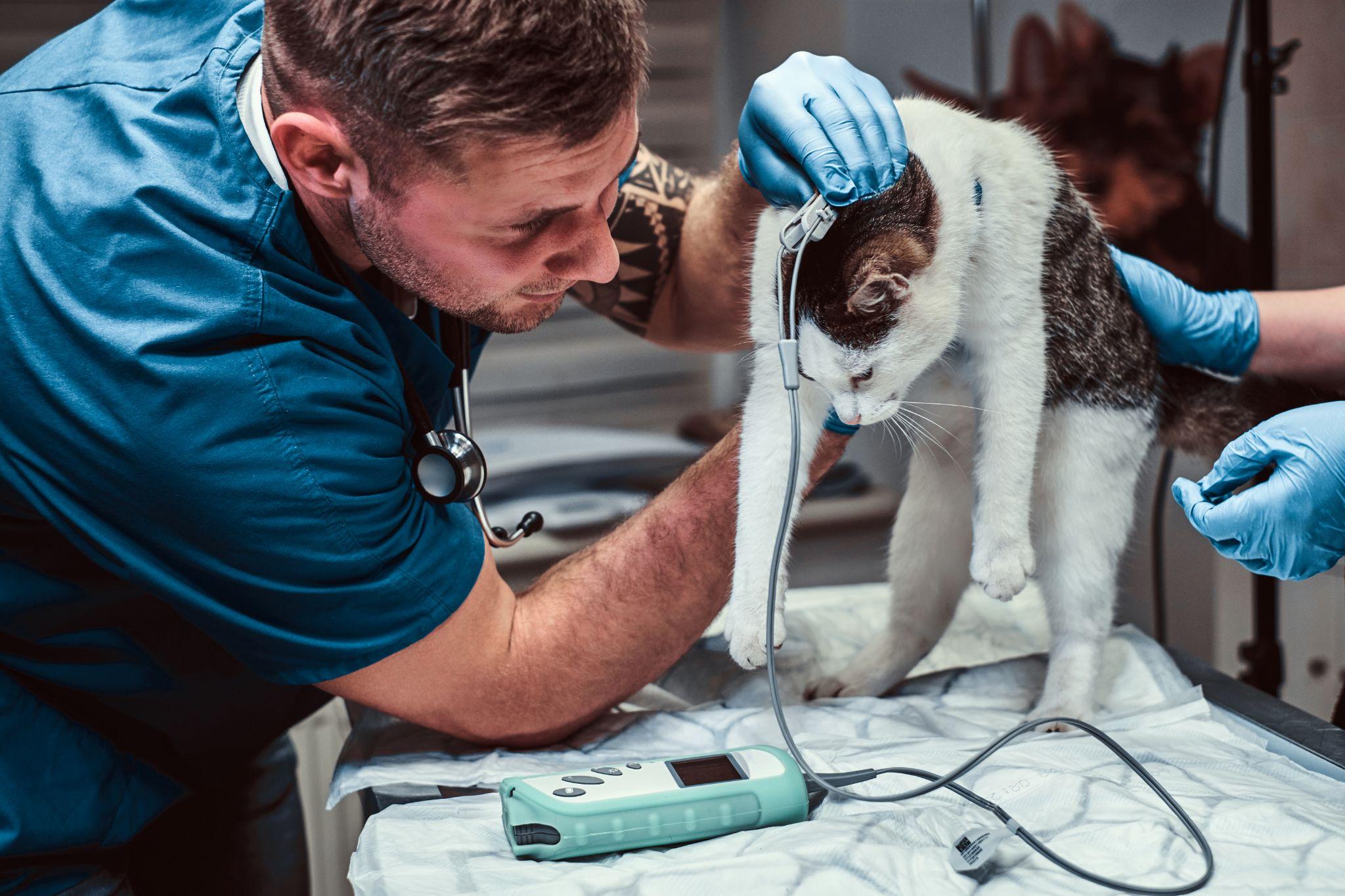 Enhancing Veterinary Client Satisfaction