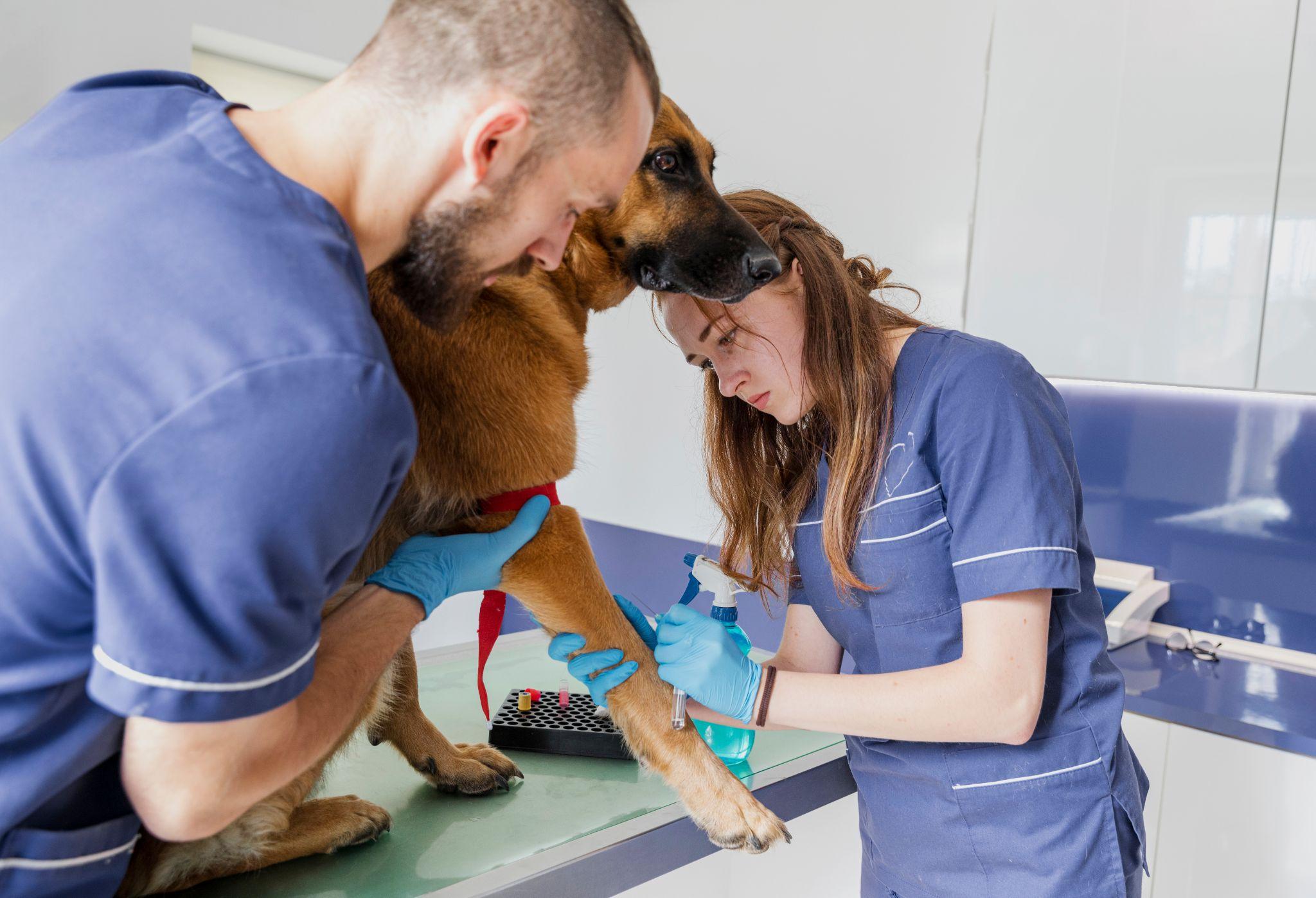 Veterinary Practice Management